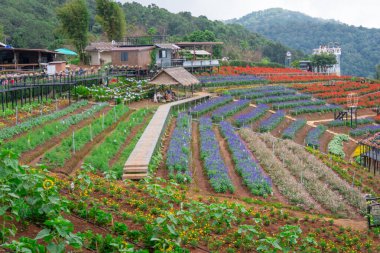 Kuzey Tayland 'daki dağ köyünün eteklerinde muhteşem büyük bir bahçe.