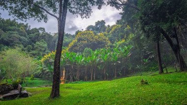 Uzun ağaçlarla dolu yemyeşil orman manzarası