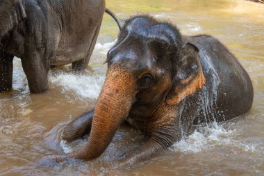 Genç fil banyo yaparken su sıçratıyor.