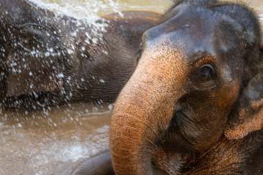 Filler birlikte banyo yaparken su sıçratır.