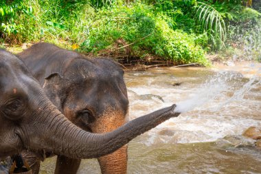 Filler yemyeşil ortamda su püskürtüyorlar.