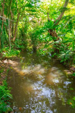 Sakin dereyi çevreleyen yemyeşil orman