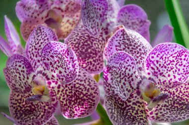 Doğal güneş ışığında açan mor orkideler.