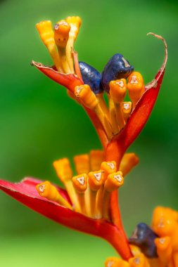 Sarı ve mavi tomurcuklu canlı kırmızı çiçek.