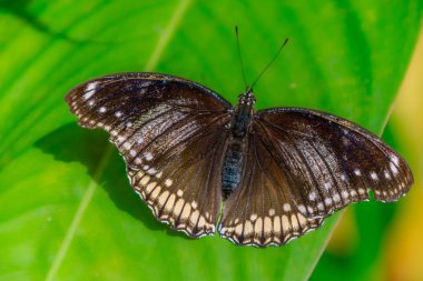 Kelebek yeşil yaprak yüzeyinde dinleniyor