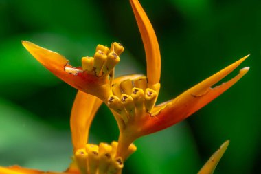 Yeşil arka planda canlı turuncu çiçek yaprakları