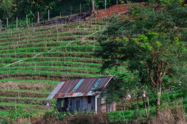 Teraslı yeşil tarlaların yanındaki küçük pansiyon.