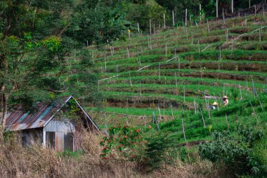 Küçük Loca 'yı çevreleyen yemyeşil alanlar