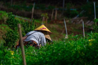 Yeşil tarlalarda çalışan çiftçiler.