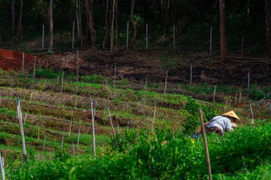 Köy yakınlarındaki yeşil tarlalarda çalışan biri.