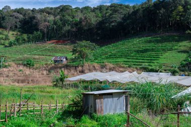 Köy Pansiyonu ve tarlalarının manzarası