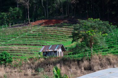 Köy 'deki teraslı tarlaların yanında küçük bir kulübe.