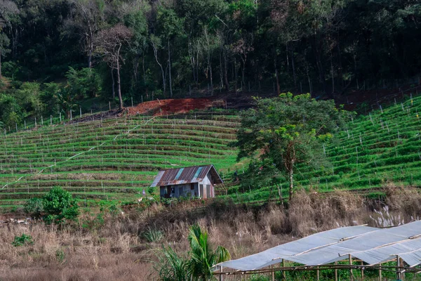 Yeşil tarlalarda küçük bir kulübe