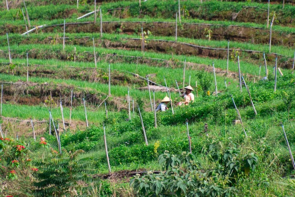 Teraslı yeşil tarlalarda çalışan çiftçiler