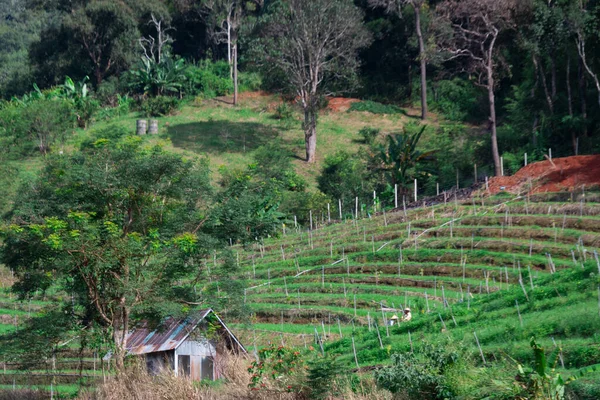 Küçük Loca 'yı çevreleyen yemyeşil tepeler