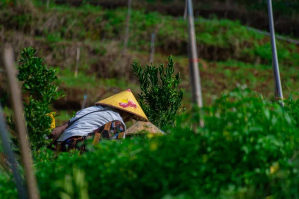 Yeşillik tarlalarda çalışan çiftçi