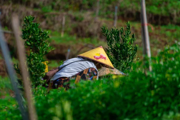 Yeşillik tarlalarda çalışan çiftçi