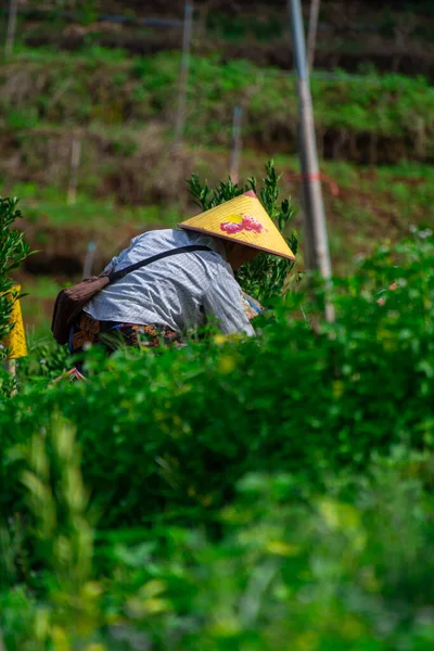 Yeşil tarlalarda çalışan çiftçiler.