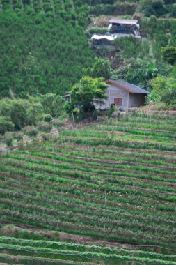 Tayland 'da yemyeşil tarlalar ve ev