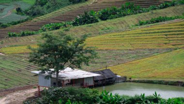 Tayland 'daki pirinç tarlaları manzaralı