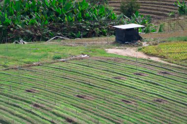 Kuzey Tayland 'da yemyeşil pirinç tarlaları