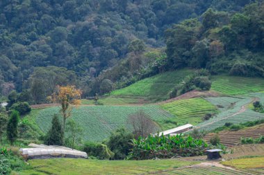Tayland 'daki yemyeşil tepeler ve tarlalar