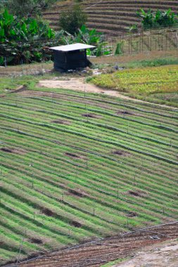 Tayland 'da yeşil pirinç tarlaları ve küçük kulübe