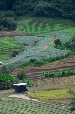 Kuzey Tayland 'da yemyeşil alanlar
