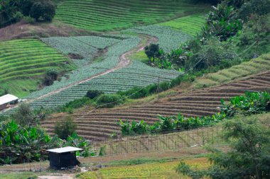 Kuzey Tayland 'da yemyeşil alanlar