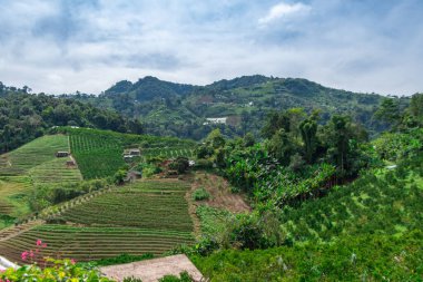Tayland 'da yemyeşil tarlalar ve tepeler