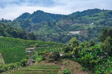Kuzey Tayland 'daki yemyeşil tepeler ve tarlalar