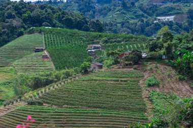 Kuzey Tayland 'da yemyeşil alanlar