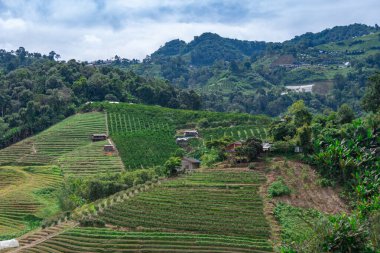 Kuzey Tayland 'daki yemyeşil alanlar