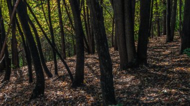 derin gölge (yeşil gün)