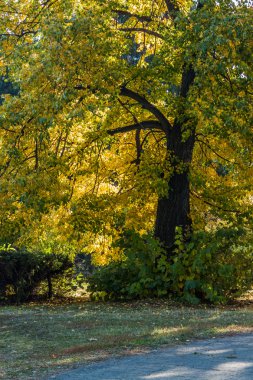 Sonbahar ile karışık