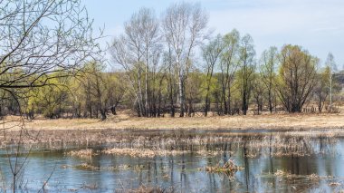 İlk yeşil yaprakları