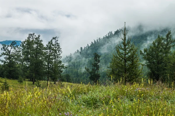 Fogs — Stock Photo, Image