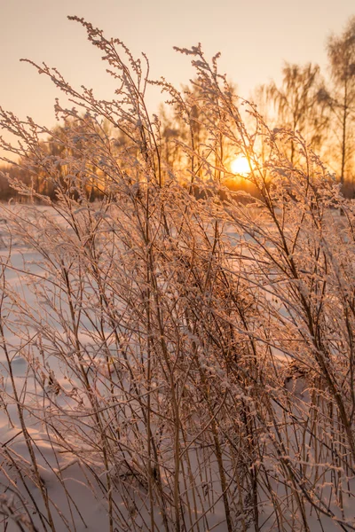 Zimní ráno — Stock fotografie