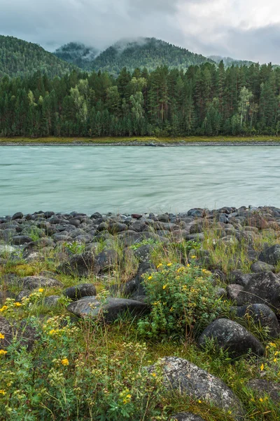 Fiume Katun — Foto Stock