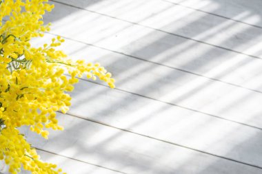 Mimosa, güneş ışınları altında tahta beyaz bir zeminin arka planında dallanır. Işık ve gölge.