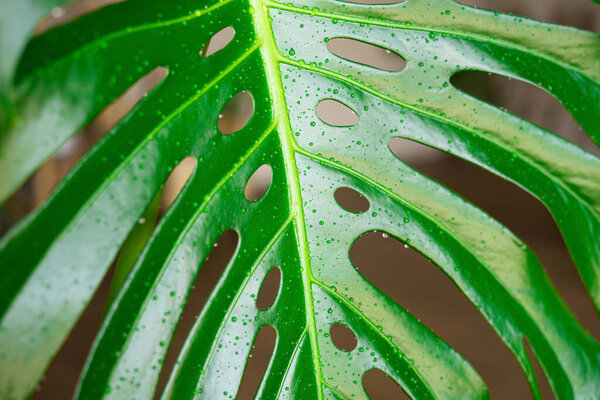 Monstera leaves in the interior close-up with water drops. Watering tropical green houseplants.