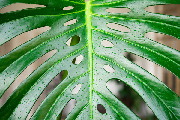 Monstera leaves in the interior close-up with water drops. Watering tropical green houseplants.