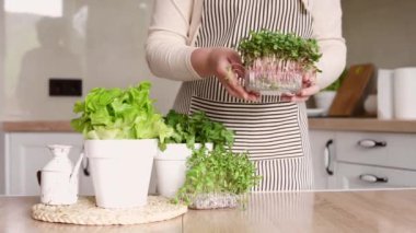 Önlüklü bir kadın masaya turp mikroçipli bir kap koyar. Marul, kişniş ve mikroyeşilliklerle dolu ev bitkisi bahçesi..