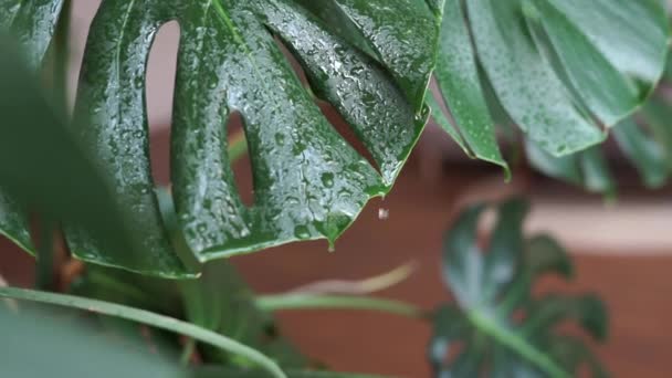 Vattendroppar Flyter Ner Ett Tropiskt Monstera Löv Slow Motion Skötsel — Stockvideo