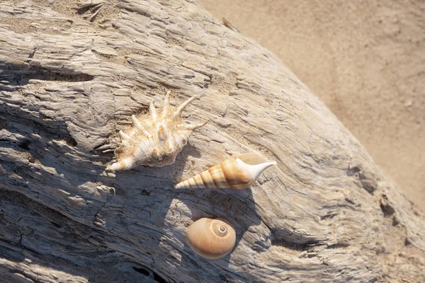 Three Seashells Dry Log Sand Beach Still Life Copy Space — Stock Photo, Image