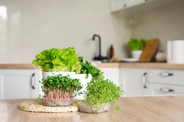 Recipientes Microgreens Panelas Alface Coentro Mesa Cozinha Casa Horta Com Imagens Royalty-Free