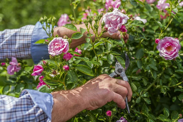 Güneşli bir günde ekin manzaralı erkek elleri gülleri kesiyor. Bahar ve yaz bahçıvanlığı.