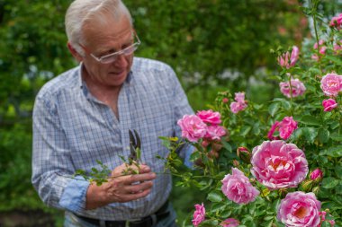Güneşli bir günde kıdemli bir adam gülleri kesti. Bahar ve yaz bahçıvanlığı.