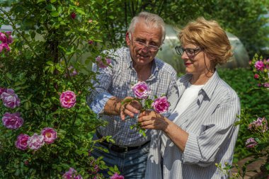 Kıdemli mutlu adam ve kadın çift güneşli bir günde gül kesiyor. Bahar ve yaz bahçıvanlığı