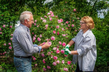 Kıdemli mutlu adam ve kadın çift güneşli bir günde gül kesiyor. Bahar ve yaz bahçıvanlığı.